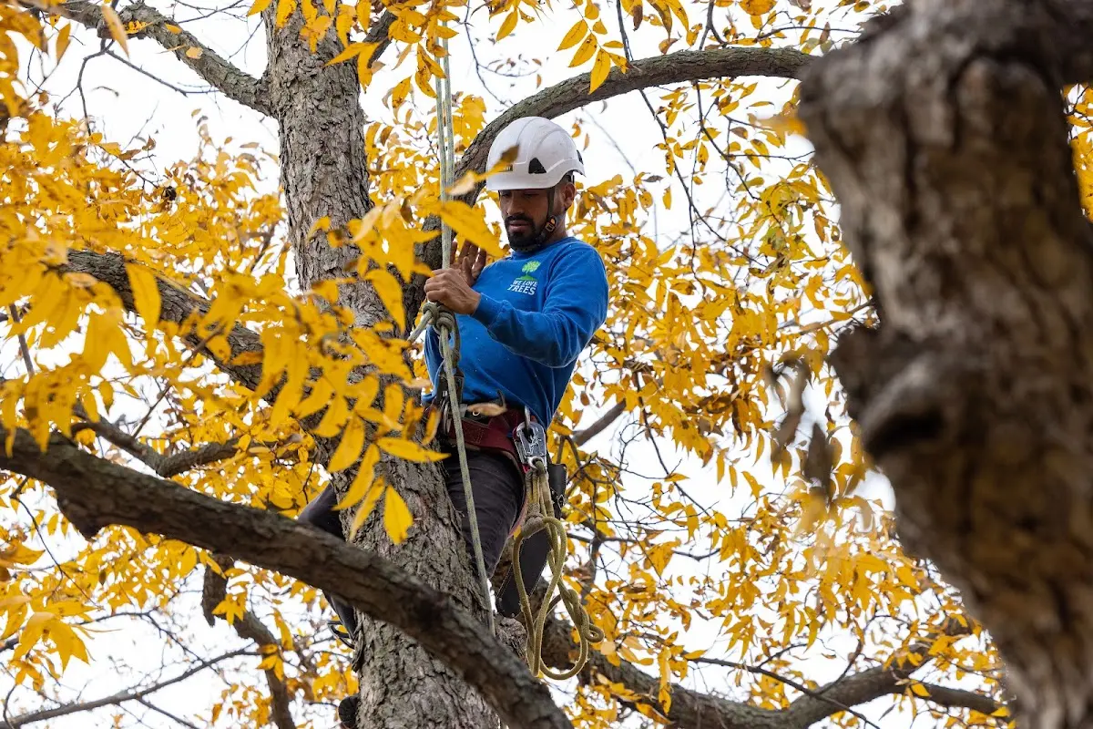 Skilled Tree Pruning crew working in Garwood